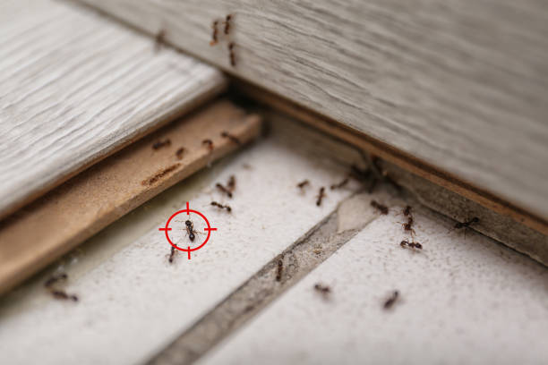 Best Mosquito Control Services  in Westvle, IL