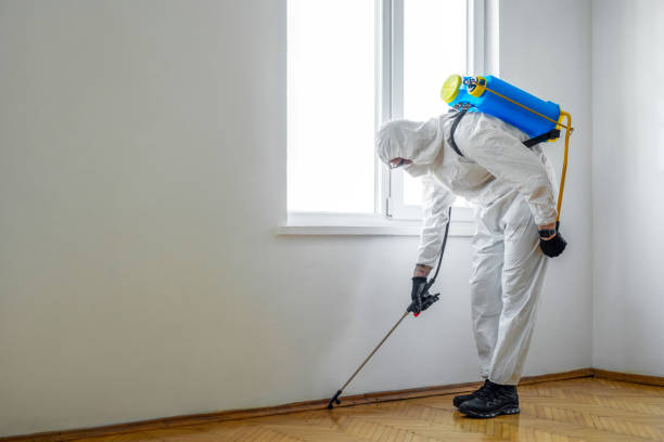 Flea Control Services in Westville, IL