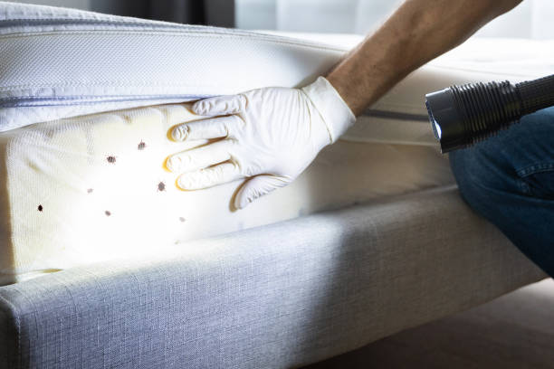 Reliable Westville, IL Pest Control Solutions