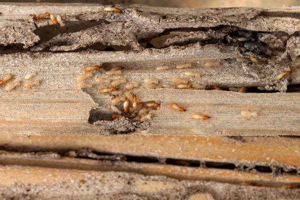 Wildlife Control Services in Westville, IL