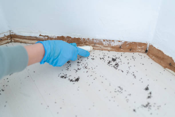 Best Wildlife Control Services  in Westvle, IL
